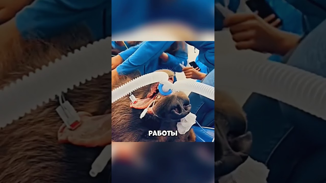 What could happen if you encounter a bear? 🤯