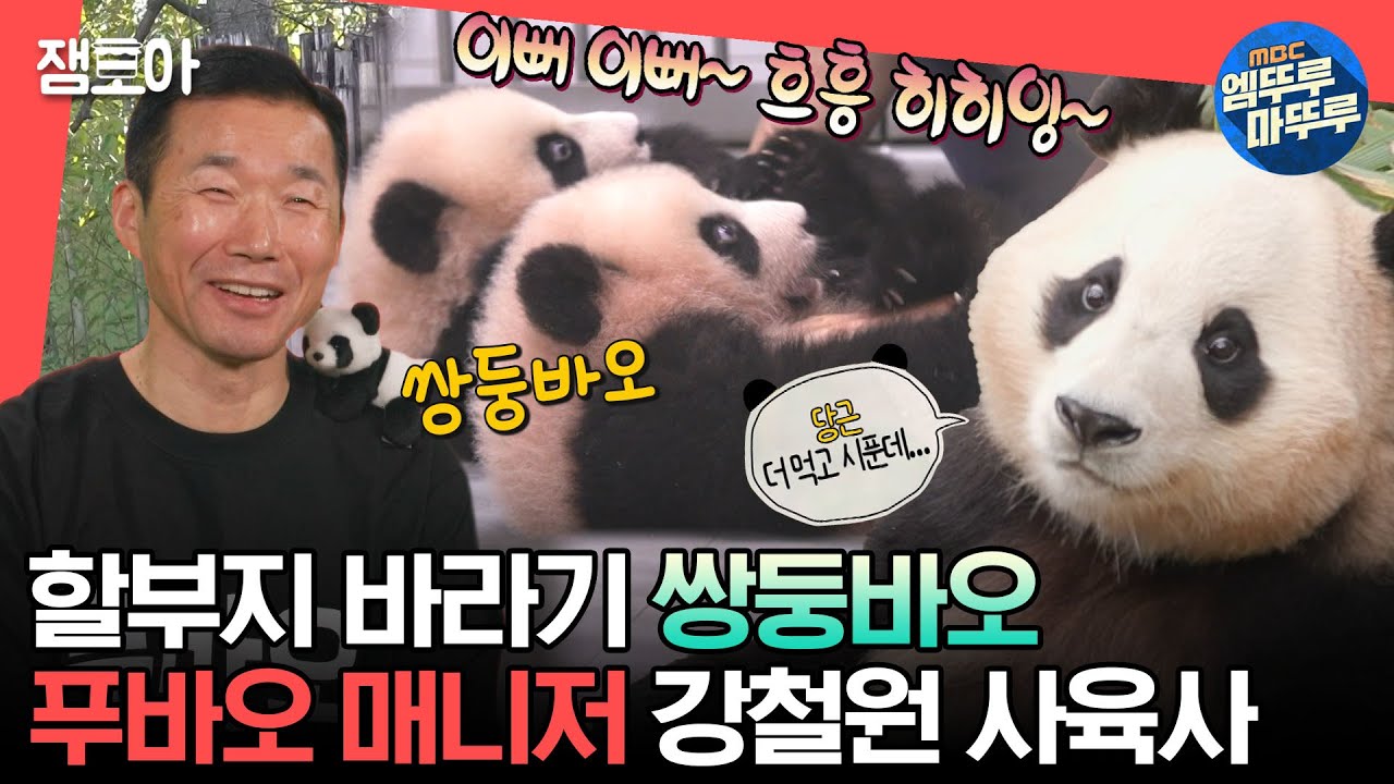 [#전참시] 할부지 바라기가 두 배🐼🐼 강철원 사육사의 끊임없는 푸바오 패밀리 육아🍼ㅣ#푸바오 #아이바오 #러바오 #쌍둥바오 MBC240106방송