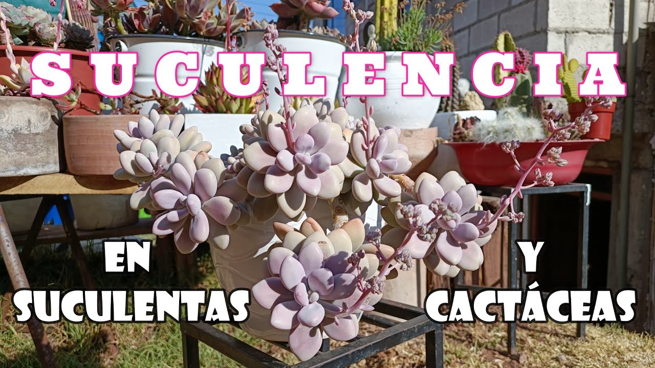 SUCULENCIA EN SUSULENTAS #echeveria #graptopetalum #pachyphytum