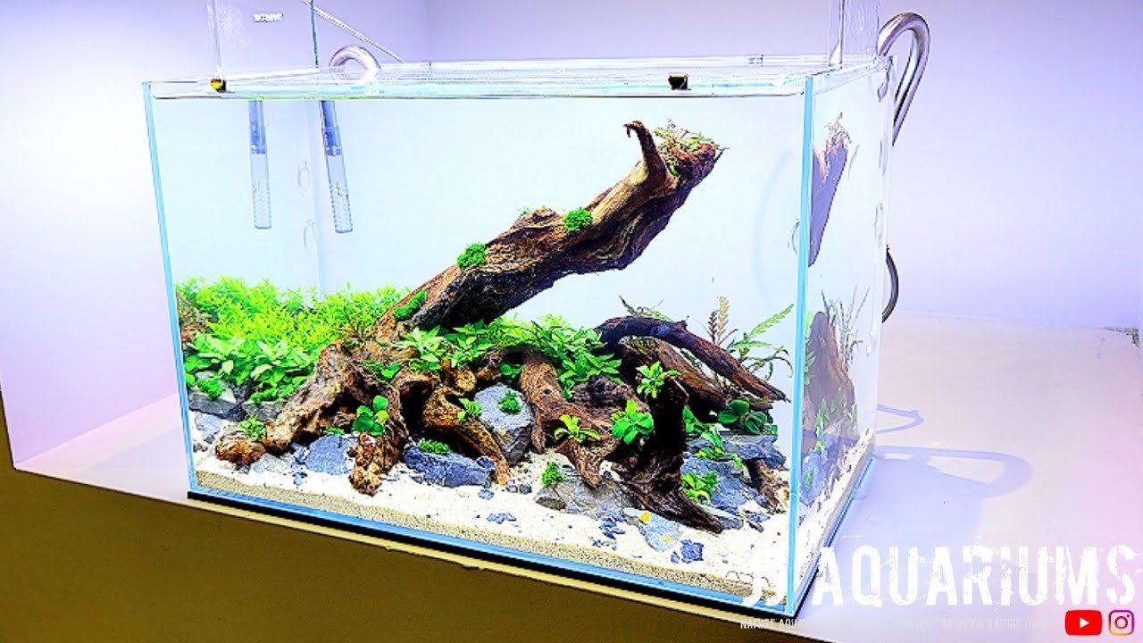 UPDATE | ADA 45P Planted Aquarium | One Week Later
