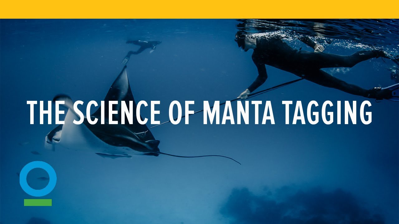 The Science of Manta Tagging