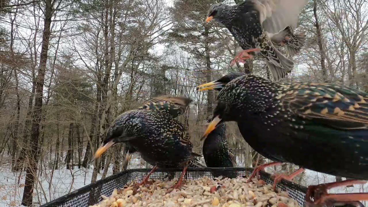 Blue Jays, Starlings, Red-bellied Woodpecker