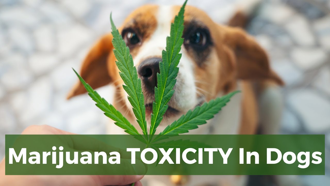 Marijuana Toxicity in Dogs