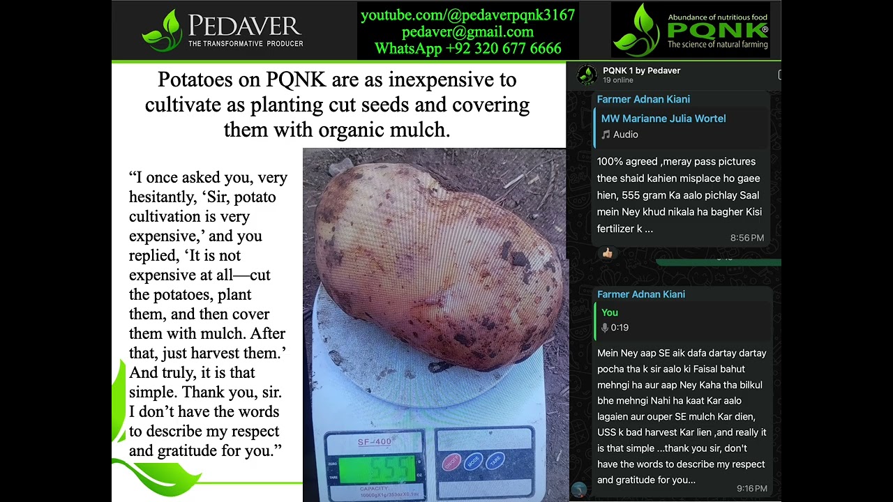 Potatoes on PQNK are as inexpensive to cultivate as planting cut seeds and covering them with organi