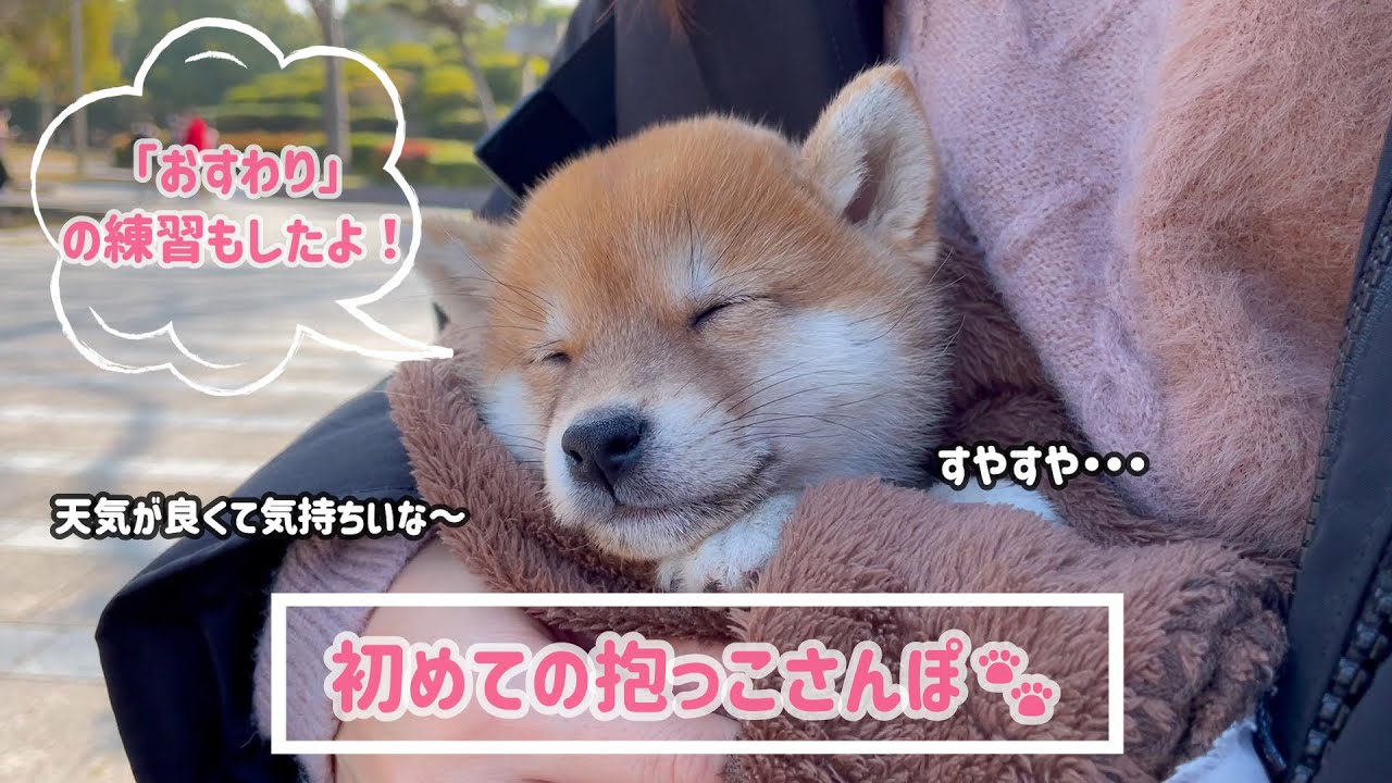 【豆柴】初めての抱っこ散歩に行ってきました【＃2】
