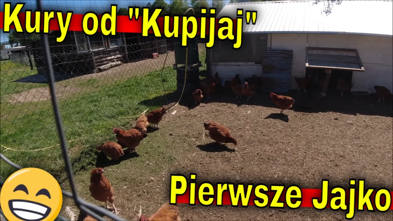 Pierwsze jajko. Kury od kupijaj po 6-ciu tygodniach.