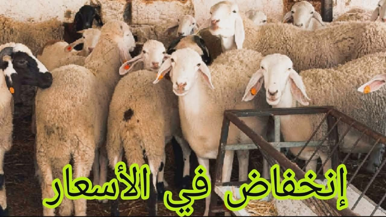 اسعار المواشي اليوم بالجزائر سوق المواشي حاسي بحبح ولاية الجلفة 22 جانفي 2026 انخفاض صادم في الاسعار