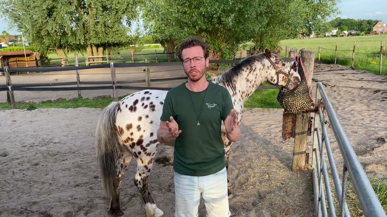 Systemisch werk met paarden