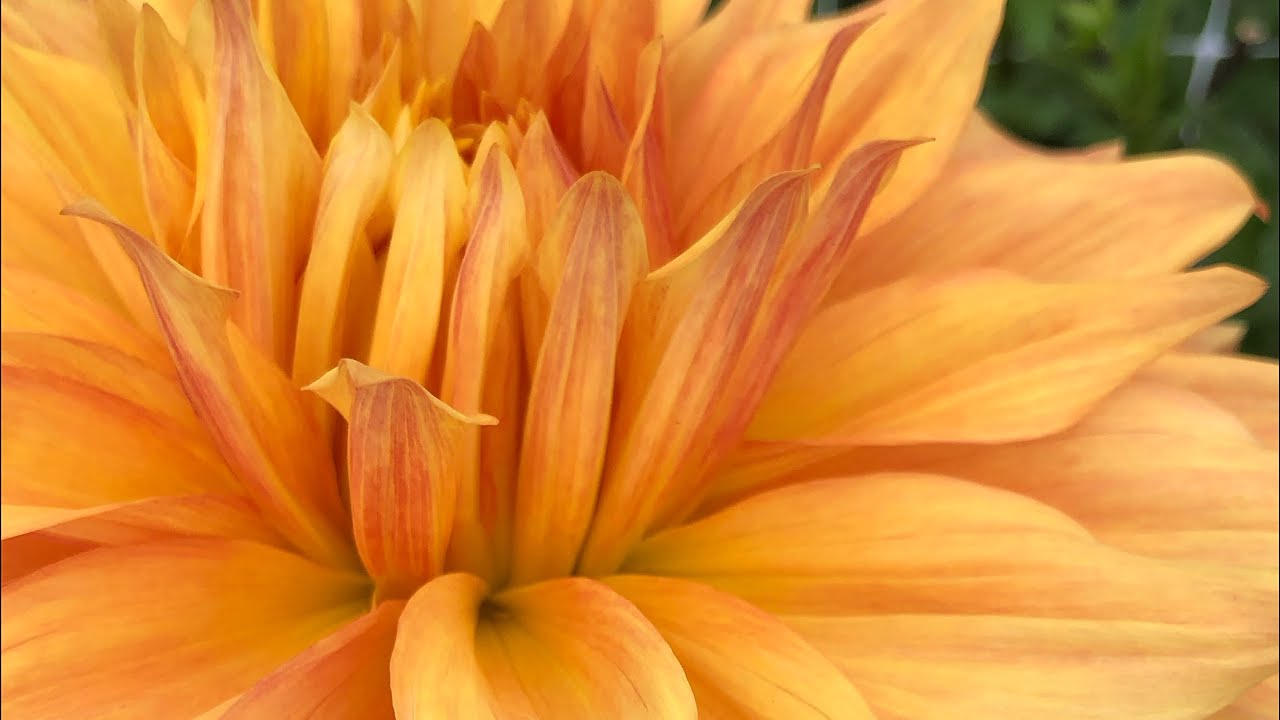 Dahlia Tour 2024