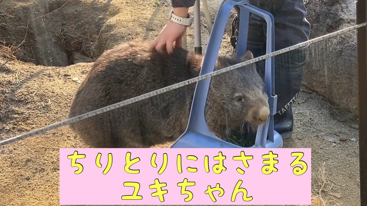 【ウォンバット】ちりとりにはさまるユキちゃん☆