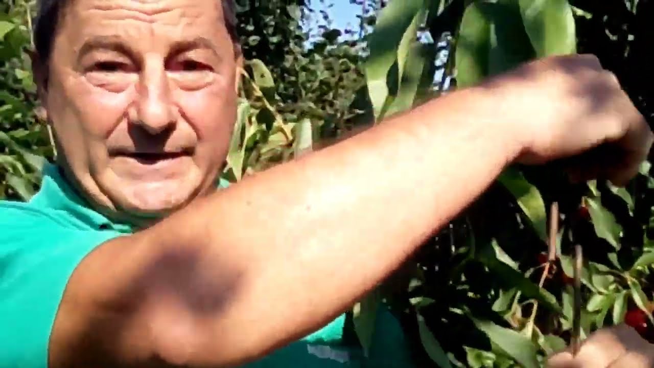 Am recoltat cei doi cireși regina🍒sunt foarte multumit de acest soi!
