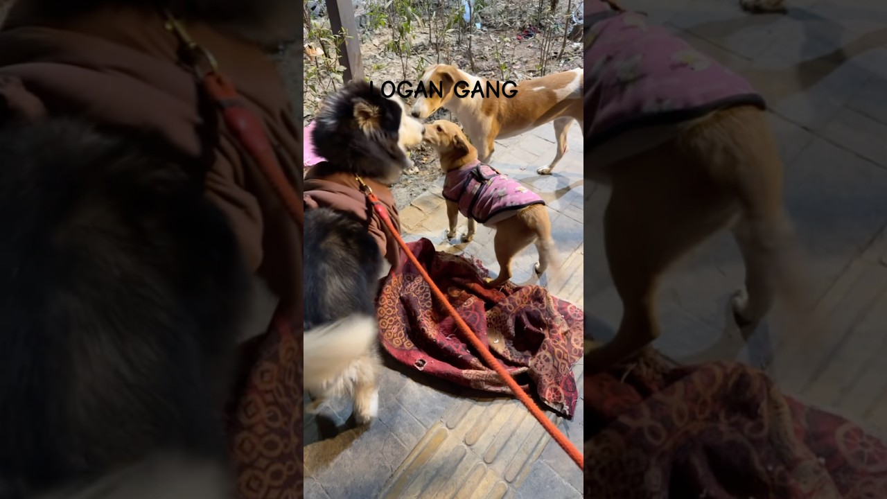 Logan the husky 🧿😘