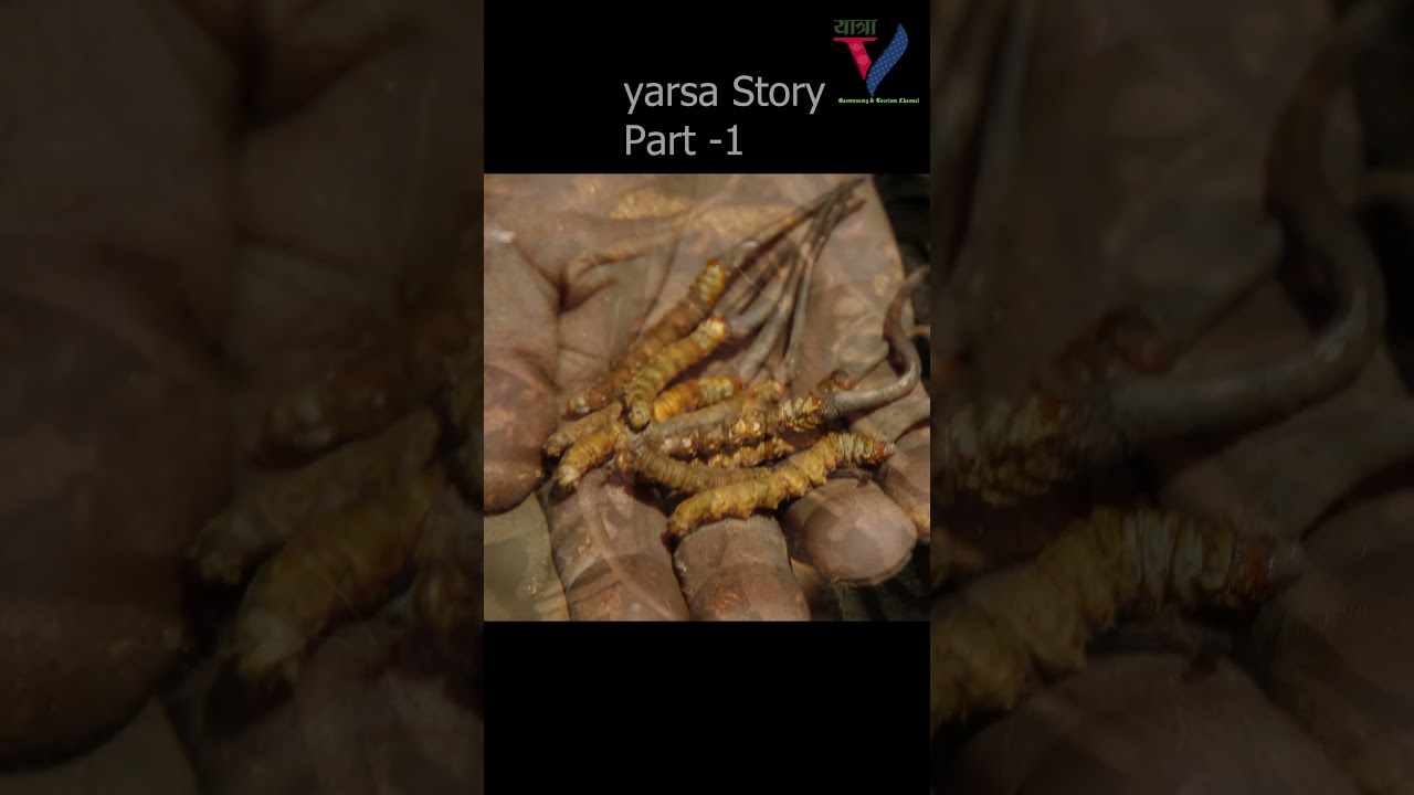 The Story Of yarsa  the gem Of Himalayan Part -1