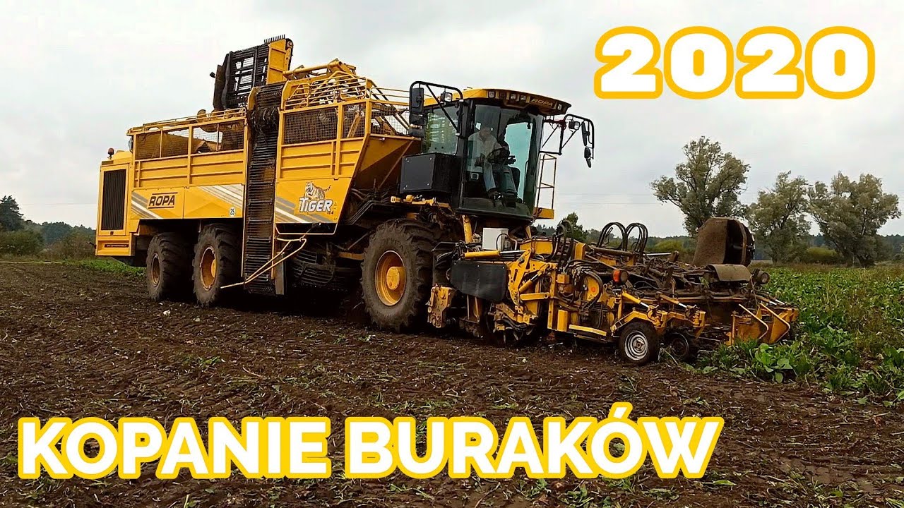 Ekstremalne Kopanie Burak&oacute;w 2020!! PHU Golacik! ROPA TIGER 4! GR Dawidowski! Szczepek 292!!