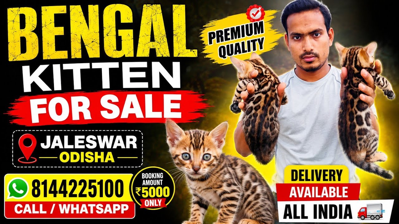 Persian Cat Low Prince in kolkata |Bengal cat for sale in Kolkata and odisha|Delivery available 🚚|