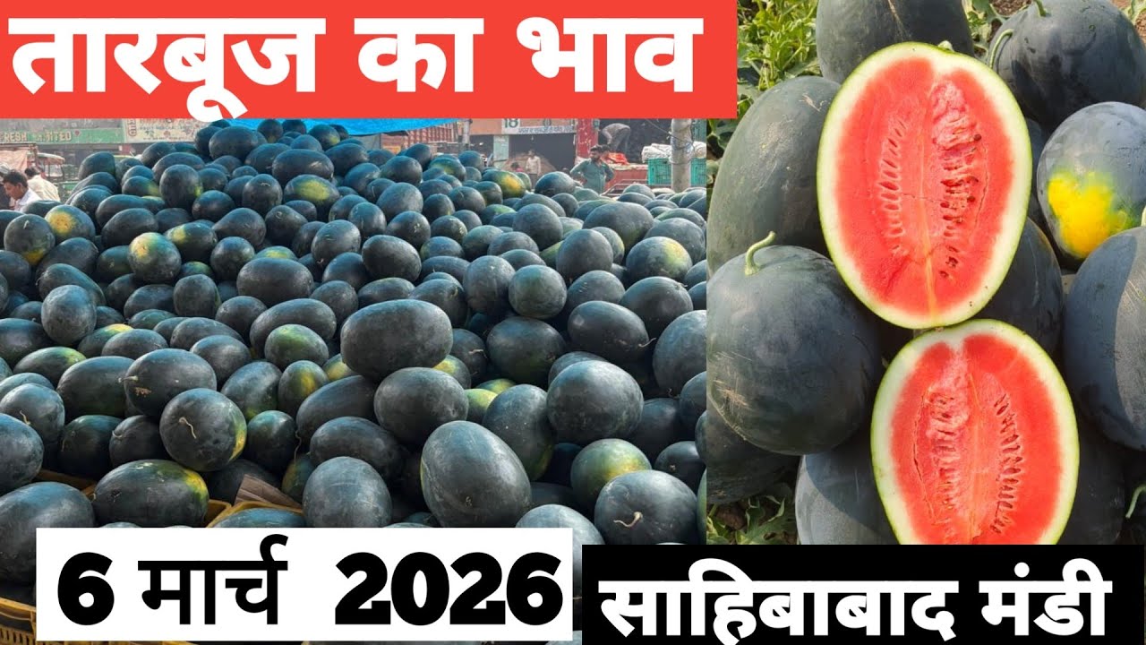 6 March 2026 🍉तारबूज़ का भाव साहिबाबाद मंडी Today Watermelon Rate in Sahibabad Mand |Bharat ke Bazar