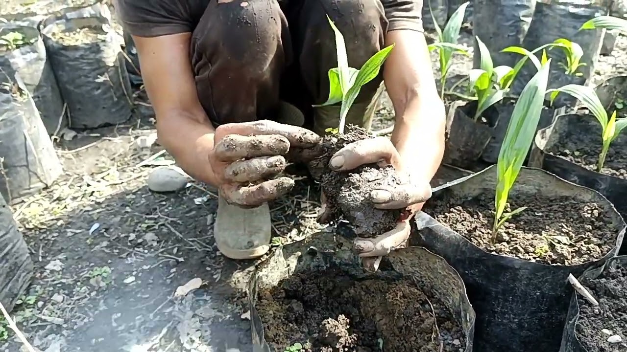 bibit unggul ppks dari kecambah