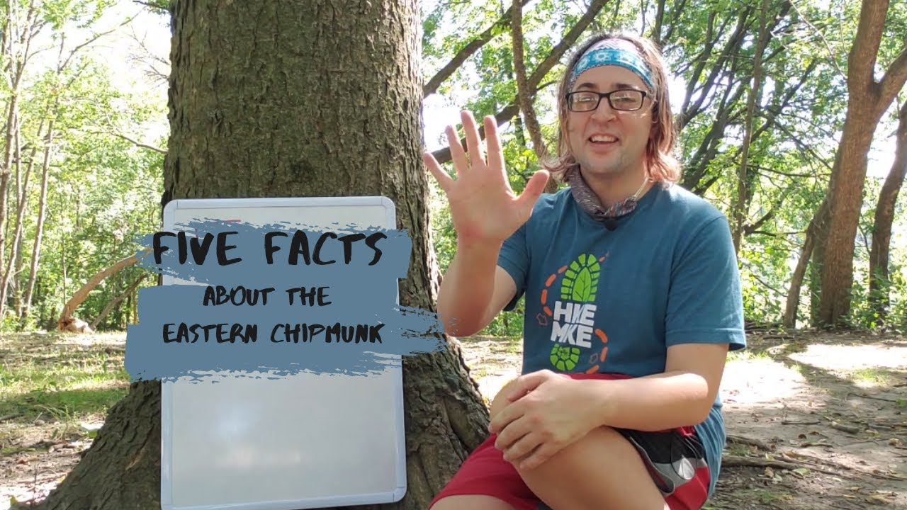 Five Facts about the Eastern Chipmunk