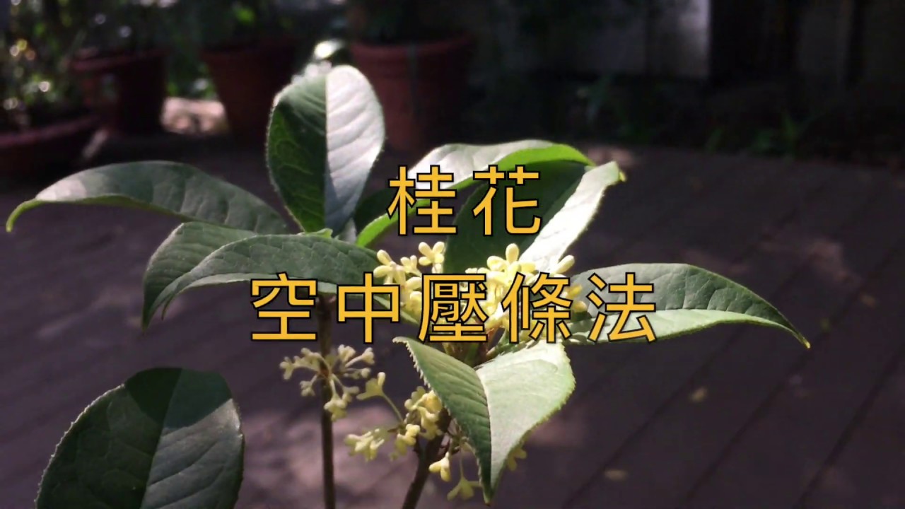 桂花 空中壓條法