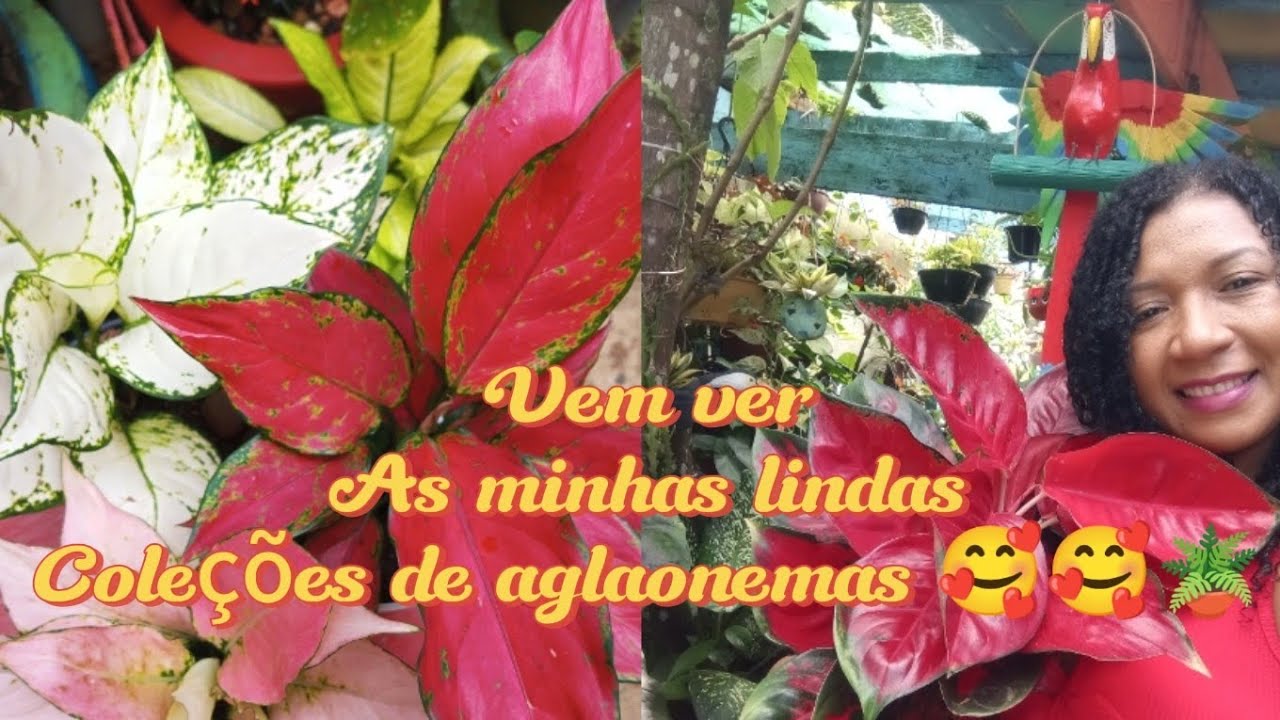 Vamos lá ver minhas coleções de aglaonemas 🥰🫶🪴🪴