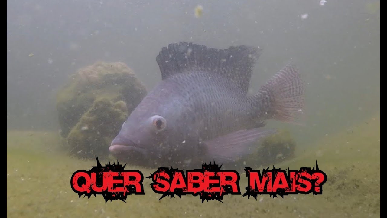 VÍDEO SUB - SAIBA MAIS SOBRE AS TILÁPIAS - THYAGO SUB