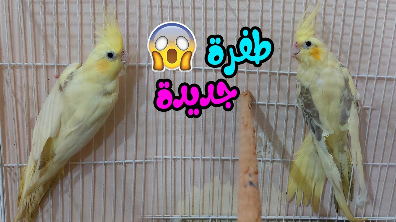 ركن جديد بمزرعتى لافخم طيور الكوكاتيل