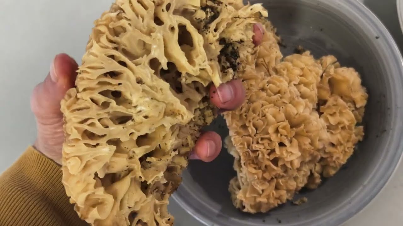 Como se limpia y lava la seta coliflor. Sparassis crispa