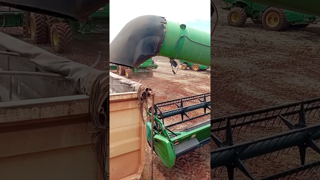 Passo a passo da nossa colheita #pra cima 🚜🚛