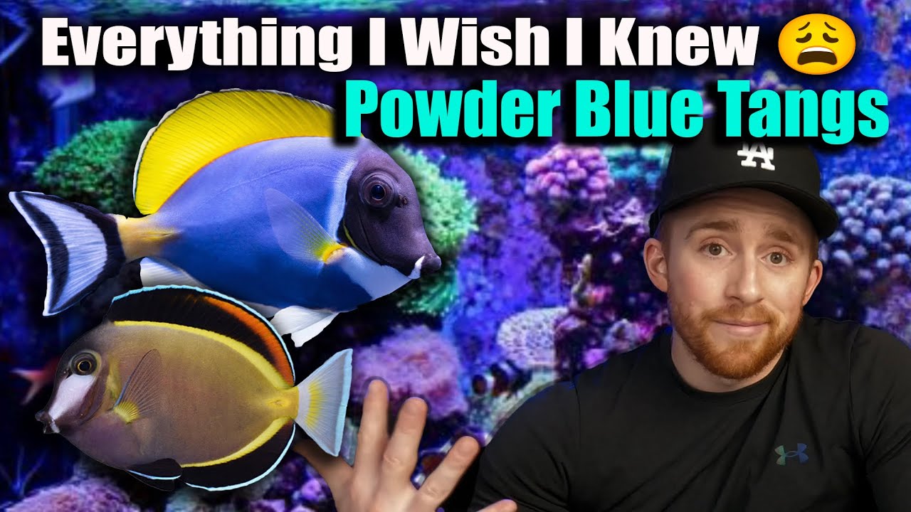 Everything You NEED to Know - Powder Brown Tangs (Watch BEFORE YOU BUY! 🚨‼️)