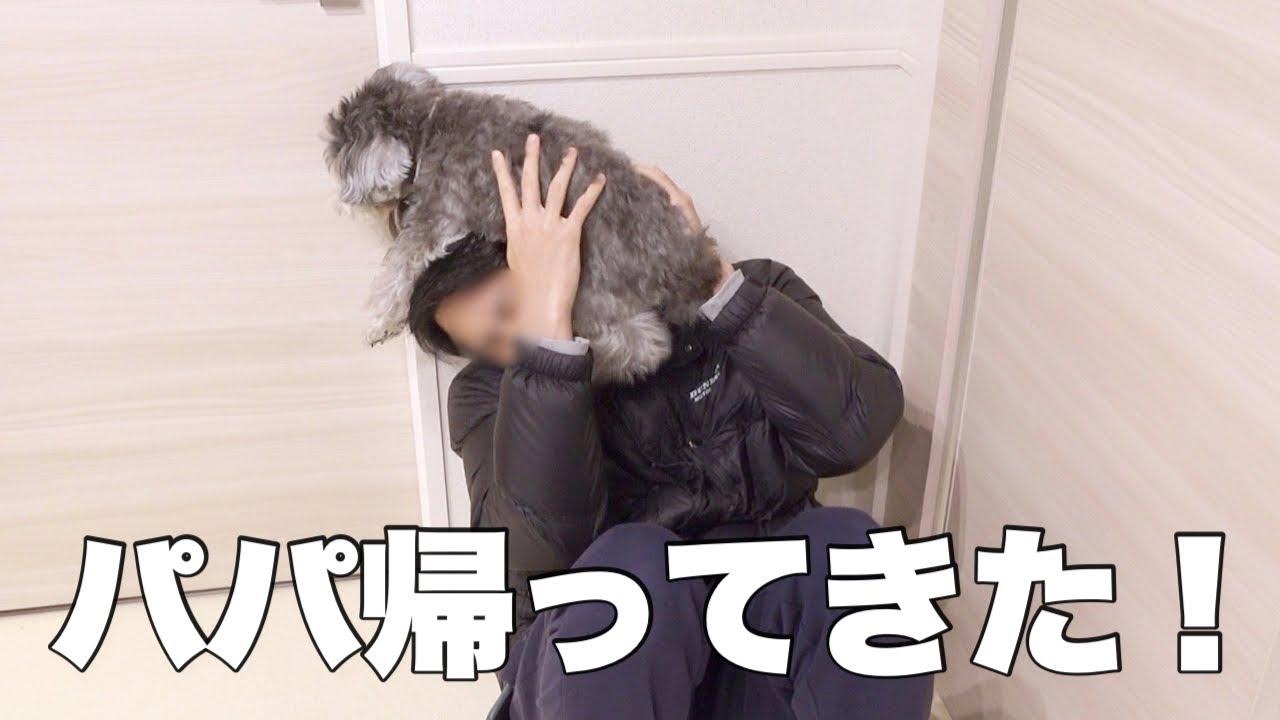 パパが帰ってきてテンション爆上がりする愛犬が可愛すぎたw【シュナウザー】