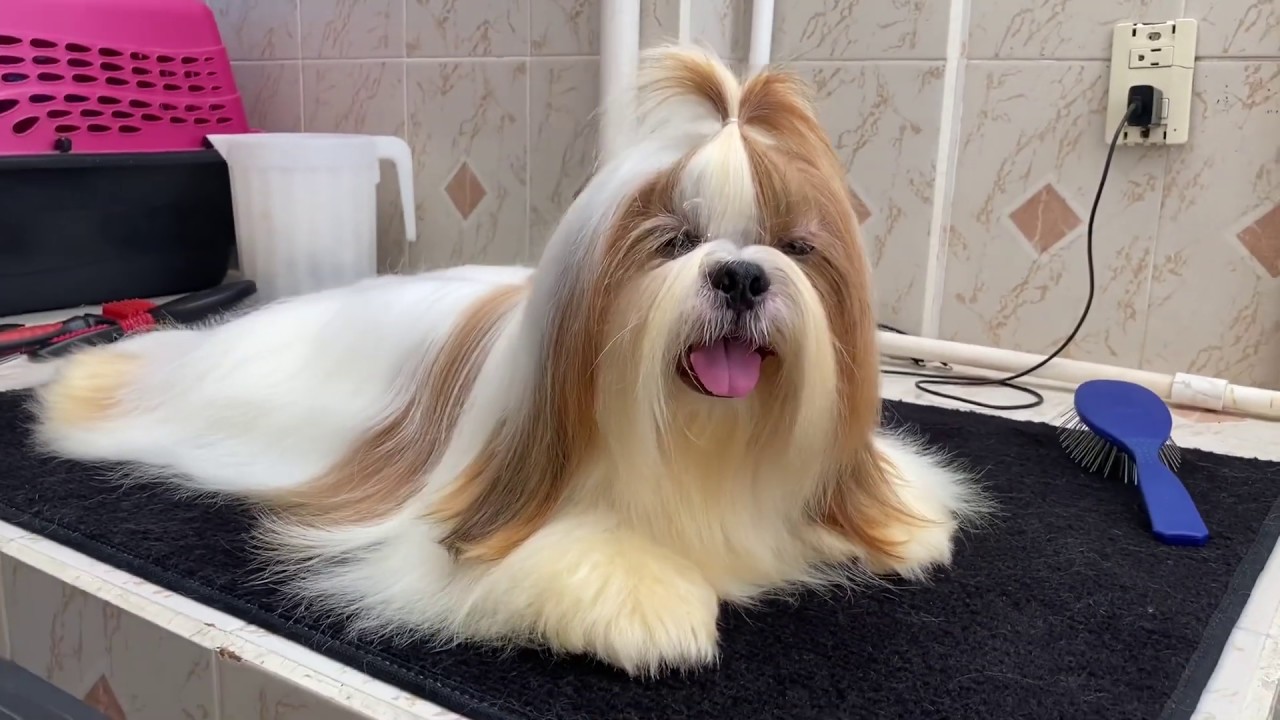 Cada cuánto se debe bañar el Shih Tzu | La Casita de los Shih Tzu