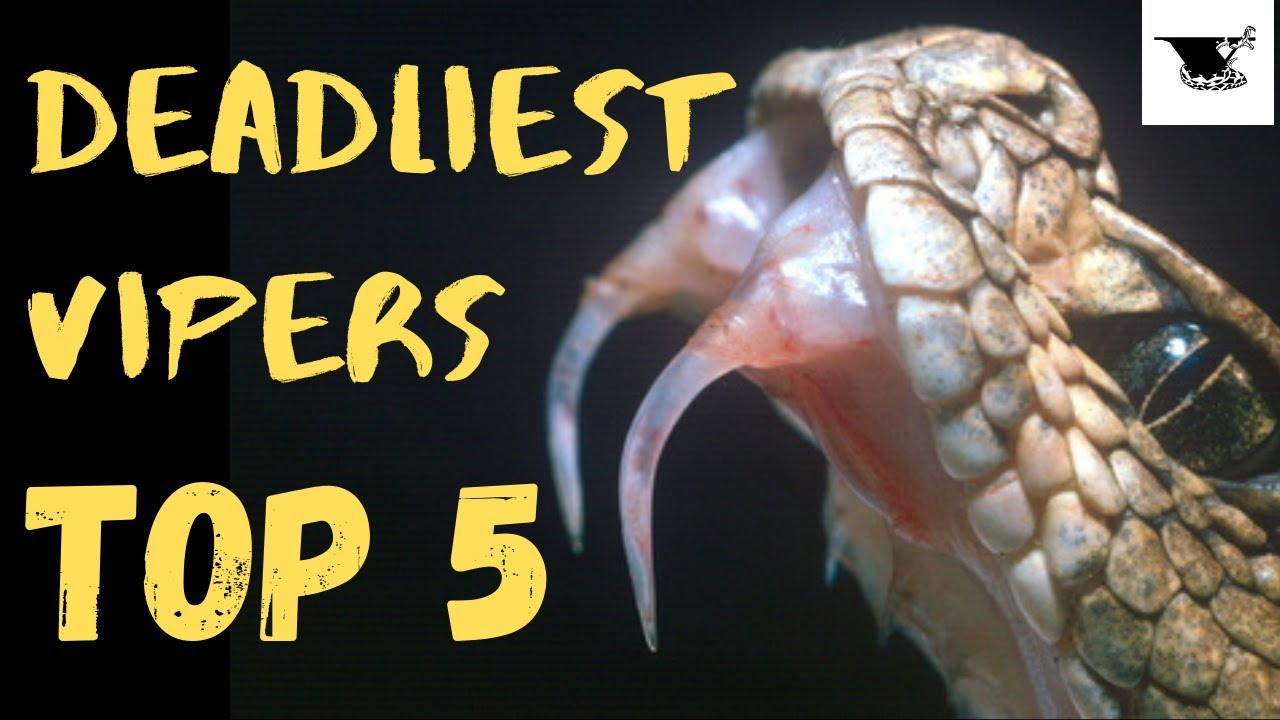 Ranking the World's Deadliest Vipers