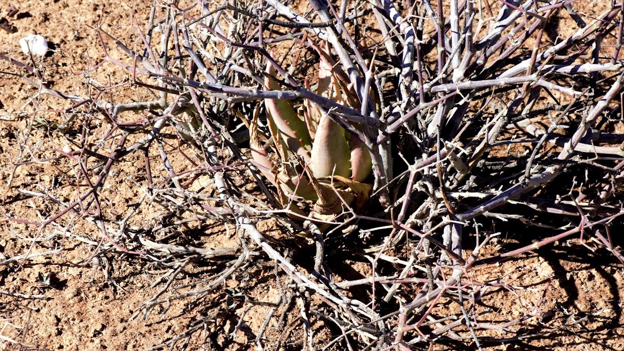 Succulents in their natural habitat,.. SOUTH AFRICA