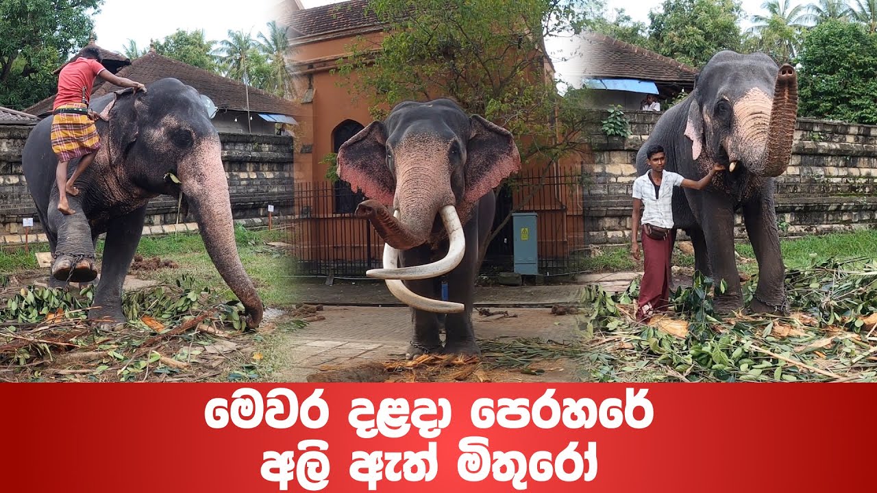 මෙවර දළදා පෙරහරේ අලි ඇත් මිතුරෝ | Tuskers and Elephant friends of Esala perahara 2022