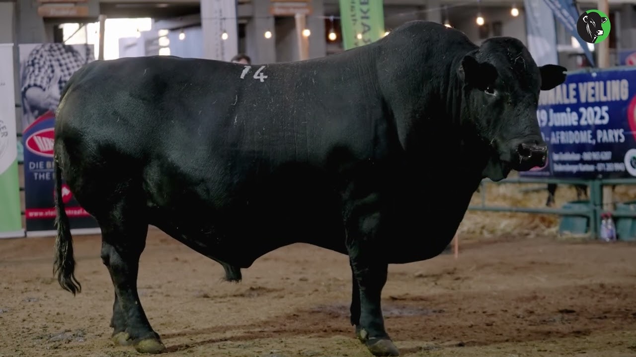 17   Functional efficiency – Example  Bull B   Muscle Tone vs easy fleshing