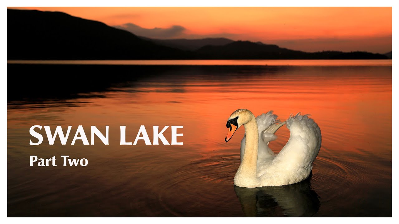 Swan Lake (Part Two) ~ Photo Slideshow #muteswans #swans