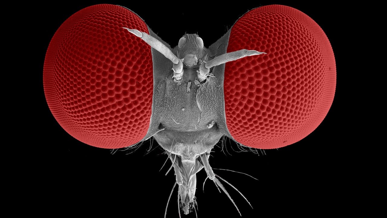 The Robber Fly &ndash; Top Gun of the fly world