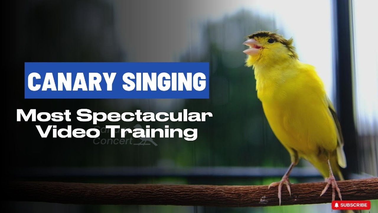 Canary singing - Most Spectacular Video Training-Make your canary singing like champion!