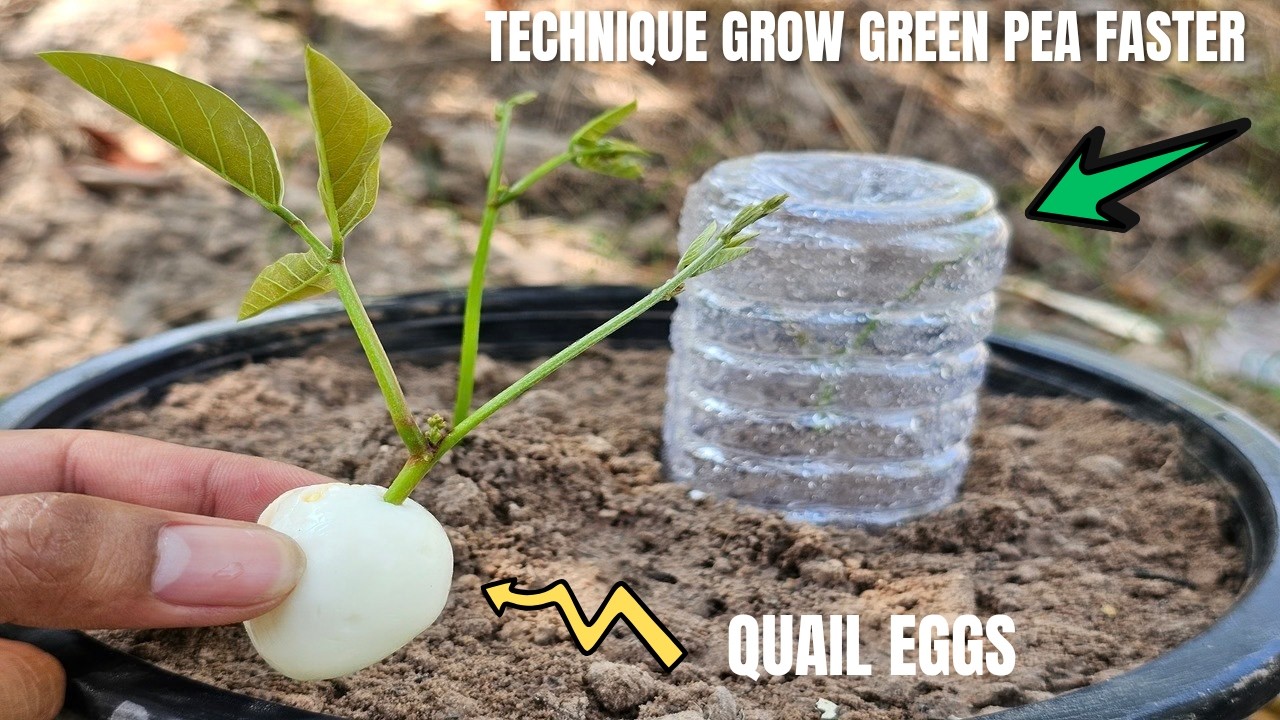 TECHNIQUE GROW GREEN PEA FASTER (QUAIL EGGS)