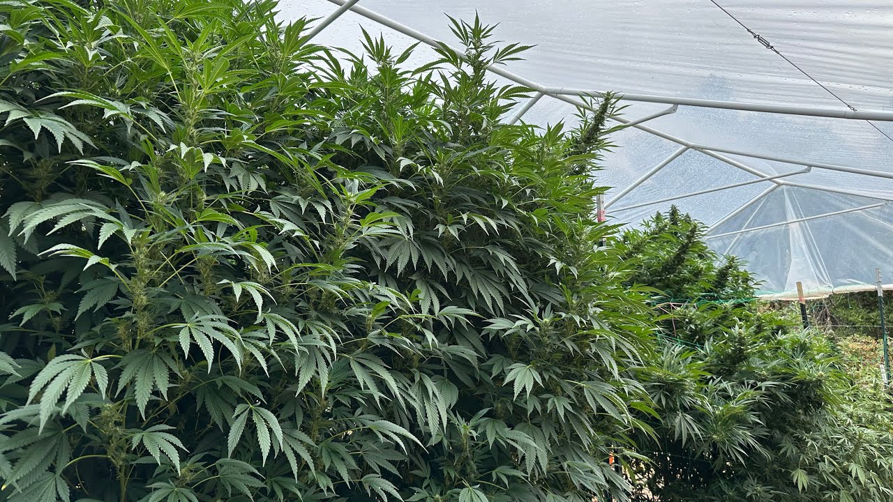 Northern California outdoor grow 2025