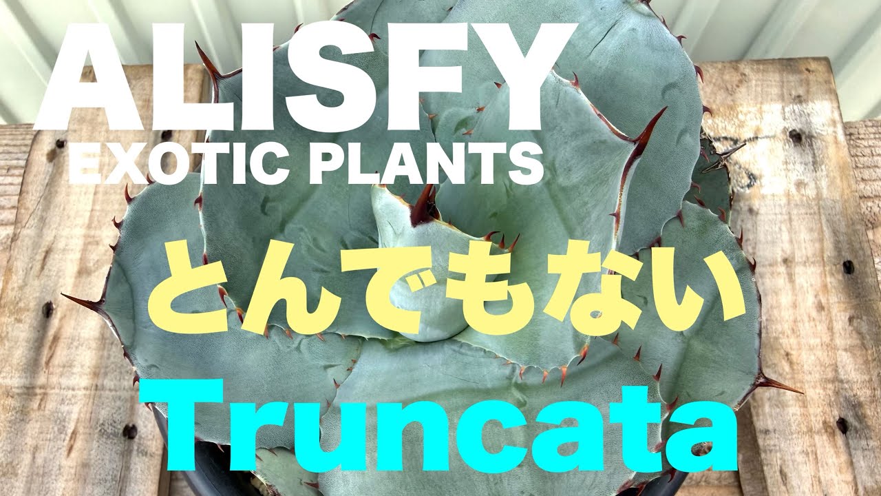 【アガベ】とんでもないTruncataがあるもんです