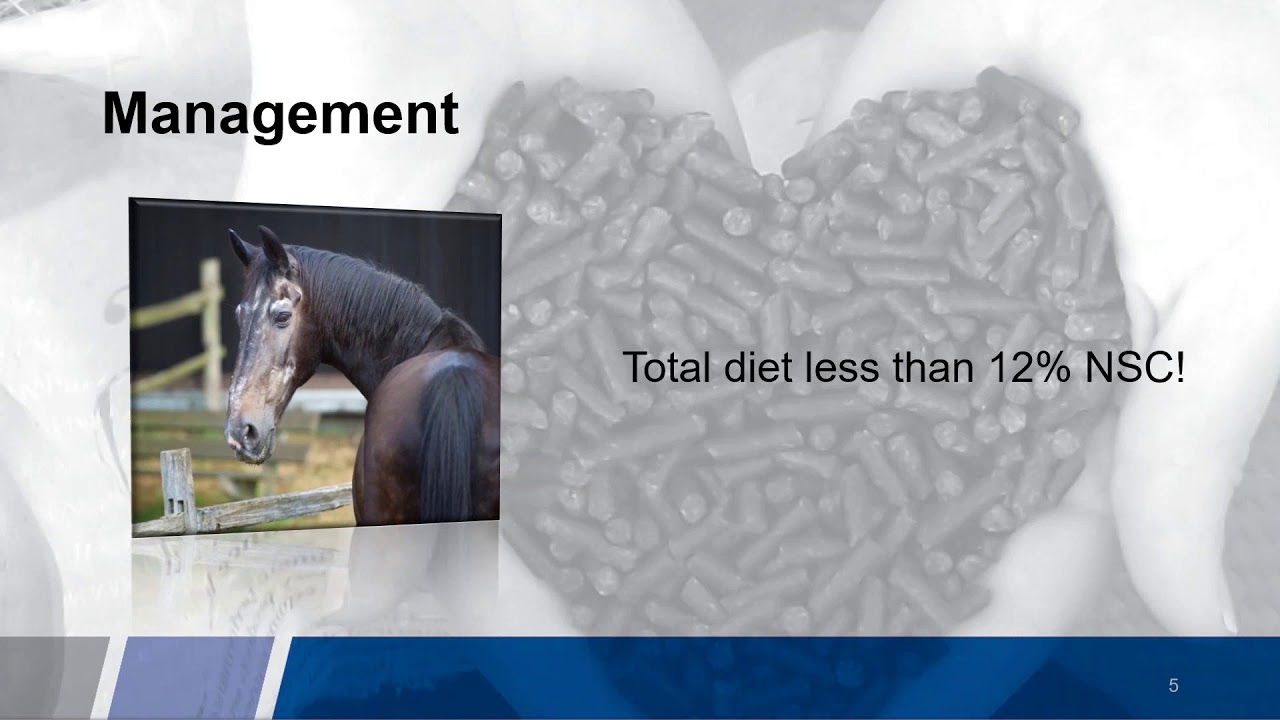 Equine Cushings Disease