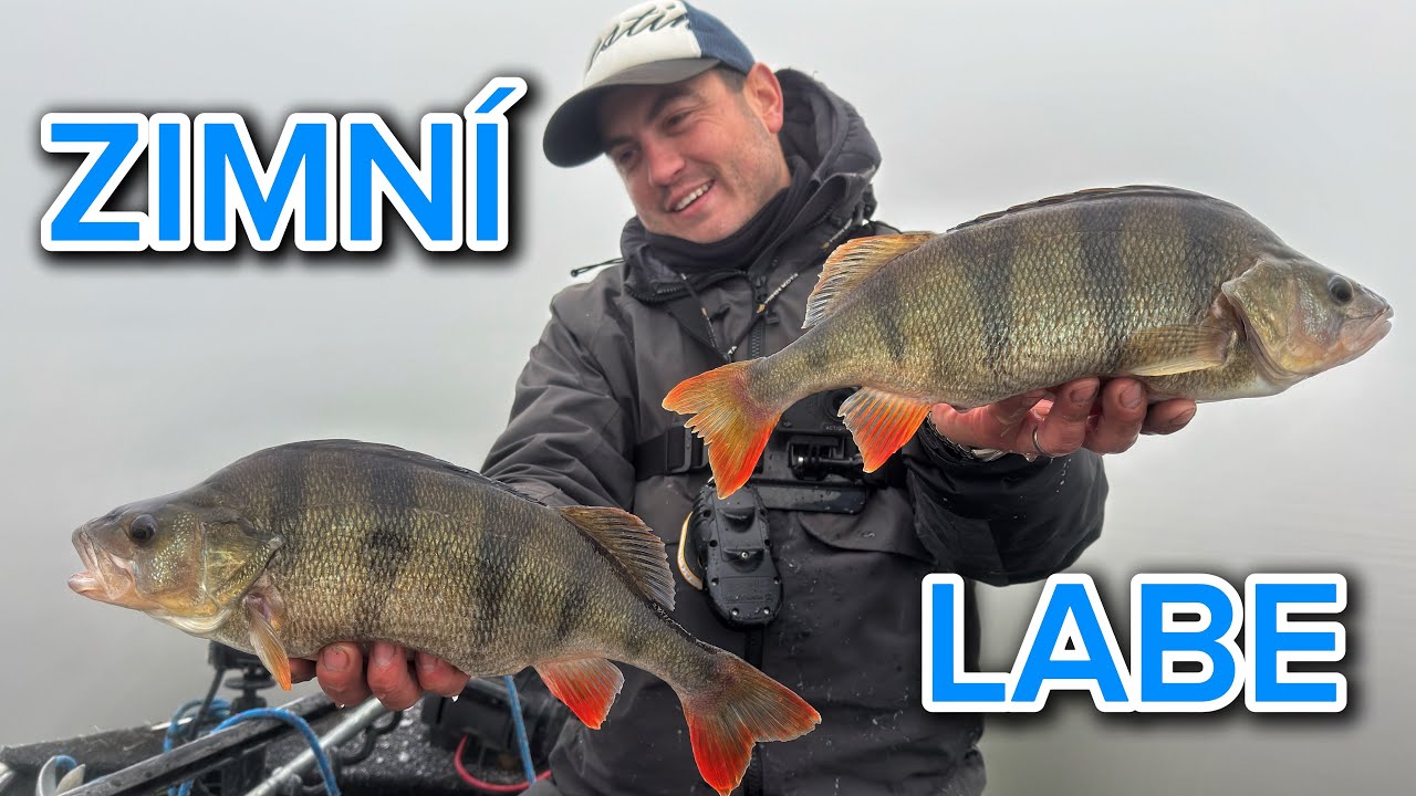 JAK CHYTAT V ZIMĚ NA LABI? 5️⃣0️⃣ okounů za hodinu v extrémních podmínkách a focení životního kapra!