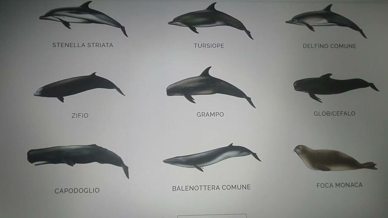 Santa Teresa Gallura, tracce di foca monaca nell’Area Marina Protetta