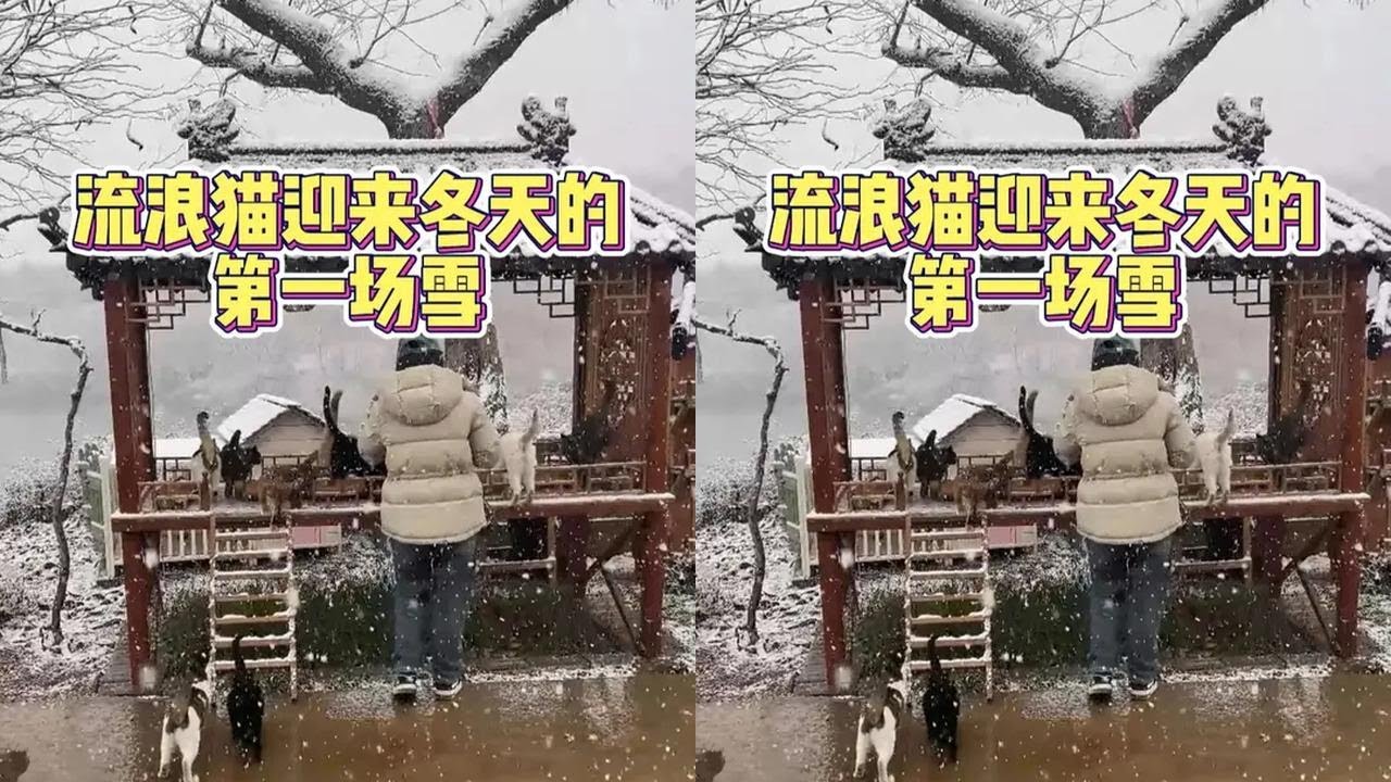院里的猫猫大多都是第一次看到冬天的雪#流浪猫 #万物可爱计划 #偶遇小流浪
