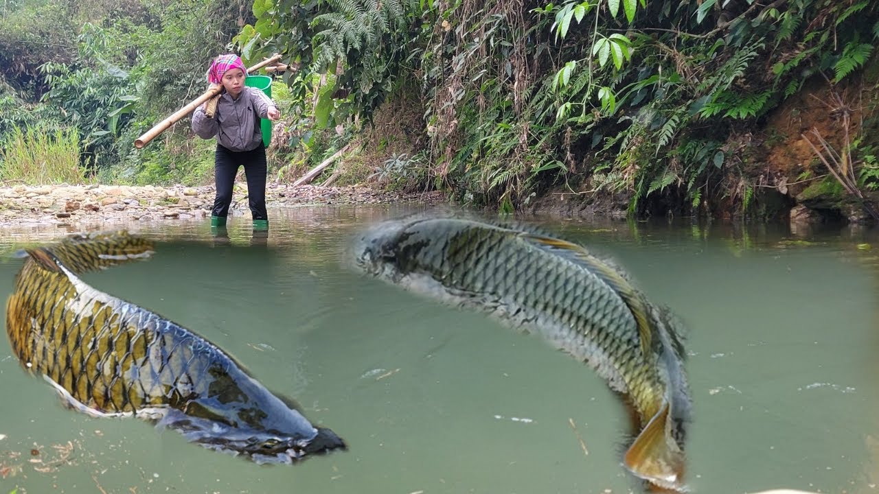 Meet a large school of fish. Traditional fish trap.fish catching skills. Caught many giant fish
