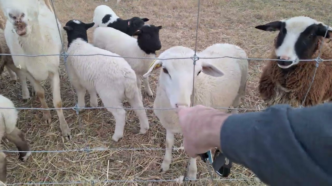 SHEEP FEEDING 