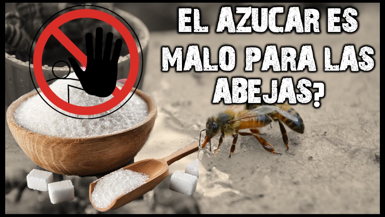 ✅ UTILIZAR O NO AZUCAR PARA ALIMENTAR A LAS ABEJAS | 👉ES CORRECTO?🐝