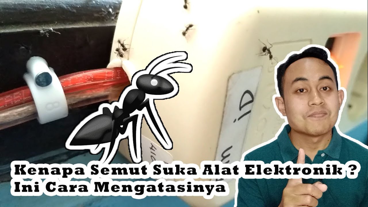 Alasan Semut Suka Tinggal Di Alat Elektronik | Ini Cara Mengatasinya