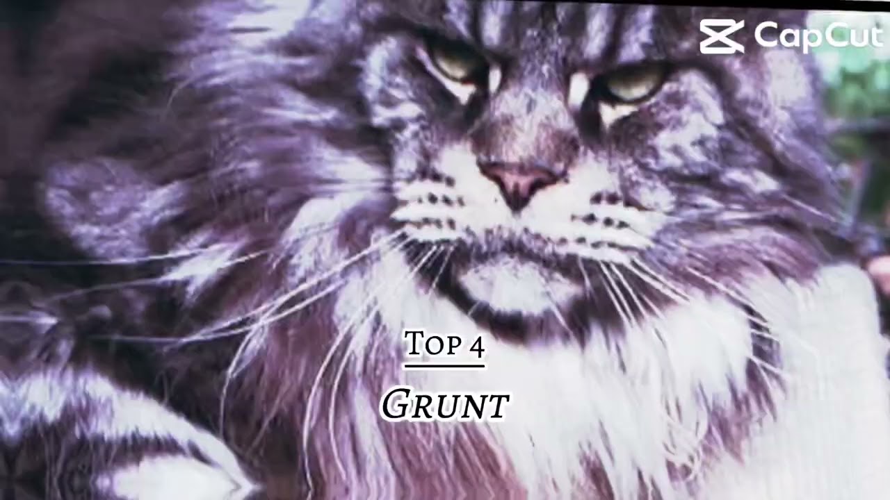 Top 7 Most Manly Cats 😼💪